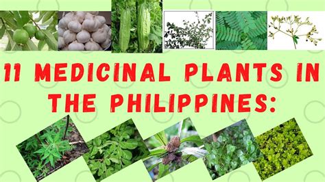 PHILIPPINE HERBAL PLANTS AND THEIR USES: .